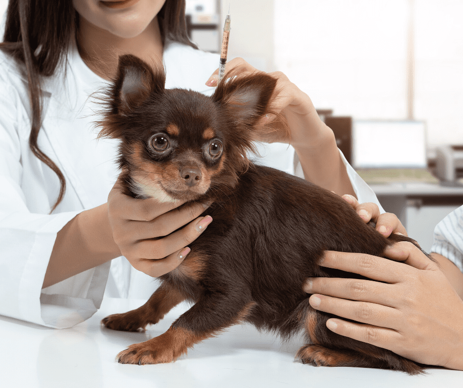 Shilajit for pets